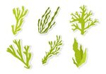 Alga Vector Art, Icons, and Graphics for Free Download