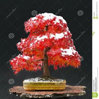 Images of japanese maples in pots