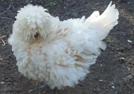 Silkie Cross Breeds Page 9 BackYard Chickens - Learn How to 
