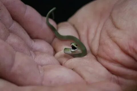 Smooth Green Snake (Opheodrys vernalis) Mini Itty Bitties Ba