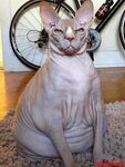 Pin on Hairless Cats