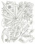 Marijuana Coloring Pages For Adults - culpeper4thofjuly