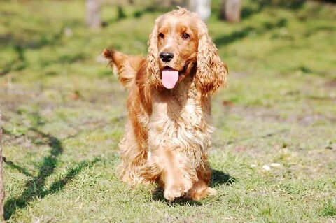 Do Cocker Spaniels Smell? How to reduce the smell? - PetShop
