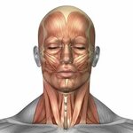 The Key Muscle for Your Neck Function Face muscles anatomy, 