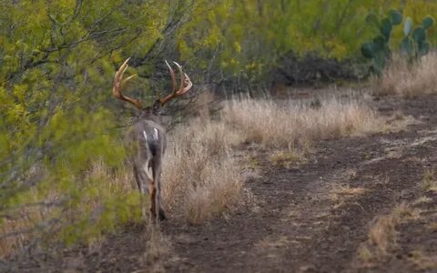 What Protein Feed Should I Feed? - South Texas Deer Hunting 