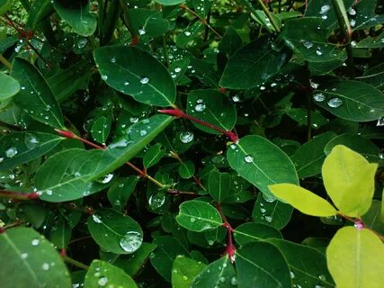 Free photo: A bush leaf - Beautiful, Bright, Green - Free Do