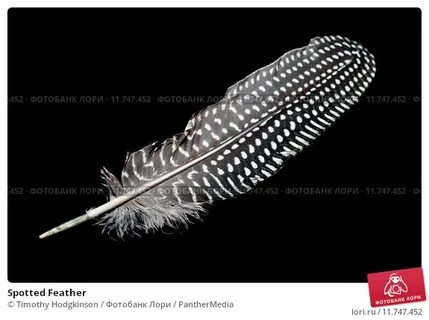 Spotted Feather. Стоковое фото № 11747452, фотограф Timothy 