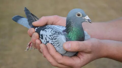 Racing pigeon sold at an auction for record $1.4 million