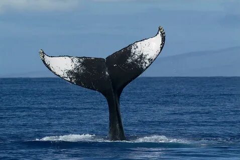 Humpback Whale Tail Lob Maui Hawaii Photograph by Flip Nickl