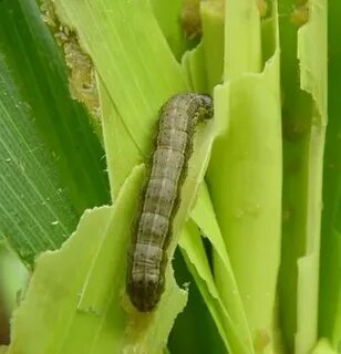 Manejo Agroecológico del Gusano Cogollero del Maíz en México