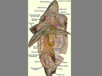 Shark Dissection Study photos. - ppt video online download