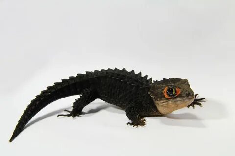 Crocodile skink 1 Crocodile skink, Red eyed crocodile skink,