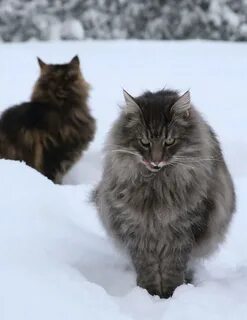 Пятничный позитив: Снег и кошки - 6. Обсуждение на LiveInter