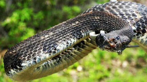 My BIGGEST Timber Rattlesnake Yet! 2017 Rattlesnake Hunting 