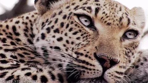 Leopard gif 7 " GIF Images Download