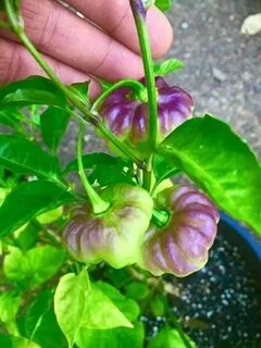 Aji Cachucha Purple Splotched Seeds Super Hot Chiles