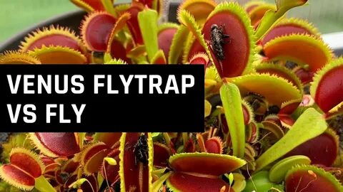 Venus fly trap vs. Fly Carnivorous Plant eating animal alive