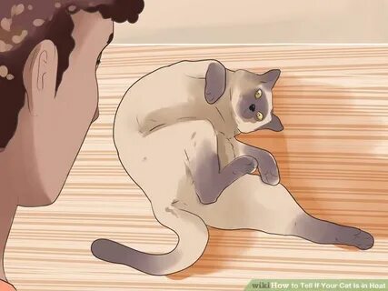 How to Tell If Your Cat Is in Heat