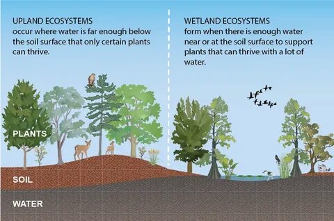 NCWetlands wetland vs upland graphic : North Carolina Wetlan