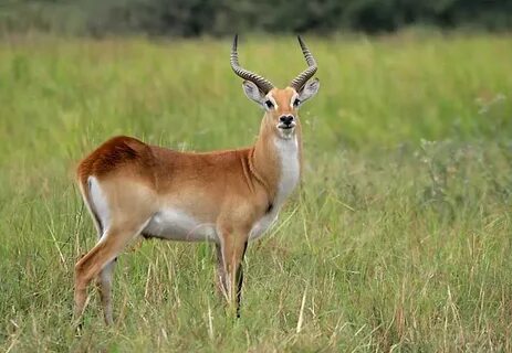Lechwe African wildlife, African animals, Hunting pictures