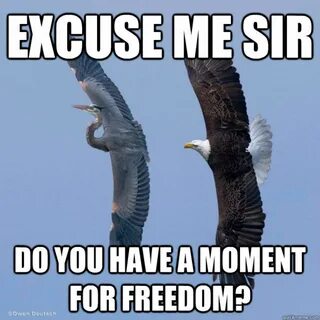 Funniest Bald Eagle Meme Compilation..America! Bald eagle me