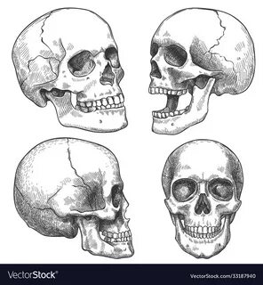Skull Open Mouth Drawing - Lalocositas