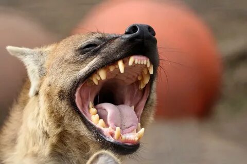 Hyena Laughing - Animal World and Snake Farm