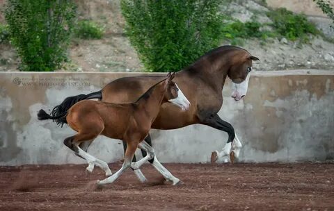 Not so many pure Andalusians (PRE) horses with markings like
