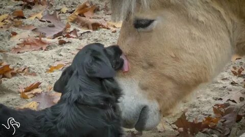 Horses Licking Dogs - YouTube
