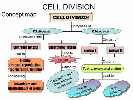 Can You Fill In The Meiosis Concept Map - Map Of Western Hem