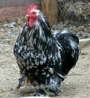 Chicken, Mottled Cochin rooster. www.TheBigWRanch.com Flickr