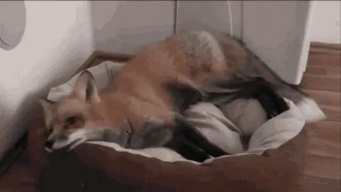Fox Saved From Fur Farm Is Pretty Sure She’s A Dog Now - The