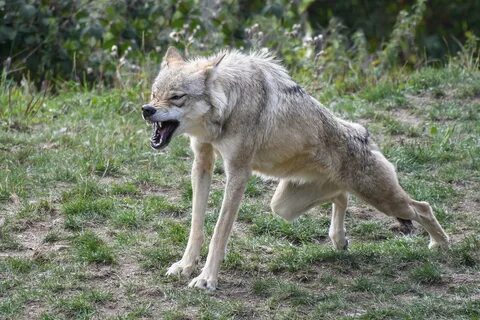 Wolf Snarling by christels - Image Abyss