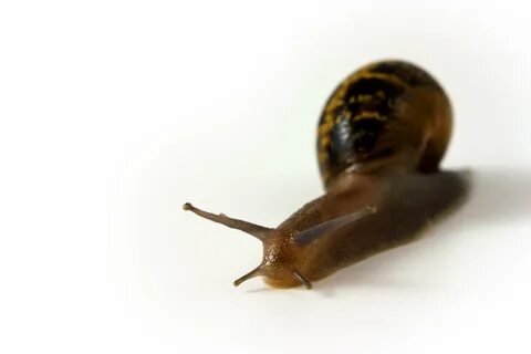 Snail free image download