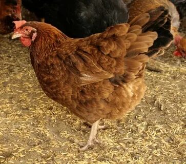 Pin by Brandi Bartlett on Chicken Breeds Q-Z Chicken breeds,