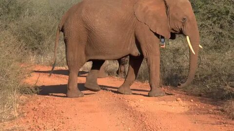 Free photo: Elephant Walking - Agriculture, Woods, Wild - Fr