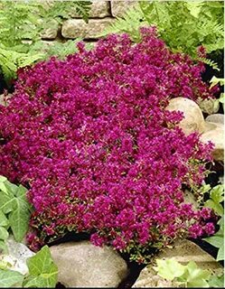 1000pcs/bag Creeping Thyme red joss Seeds Perennial Ground C