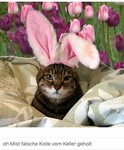 Pin by Jasmine Zinniker on Tiere Easter pets, Easter cats, C