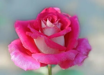 Розы розового цвета (61 фото)