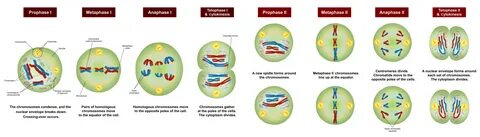 Difference Between Anaphase 1 and 2 Process, Function, Featu