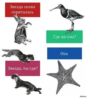 Где же звезда? Пикабу