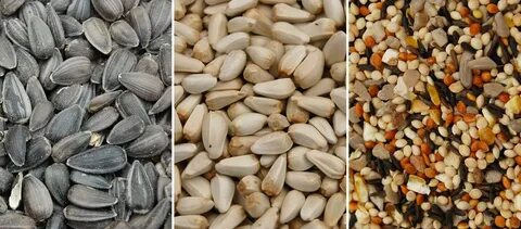 different types of bird seed