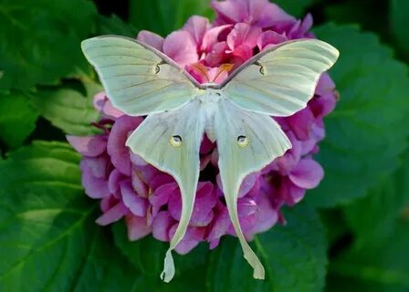 20 Moth Species More Beautiful Than Butterflies Moth species