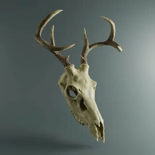 3/4 view Deer skulls, Animal skulls, Animal skeletons