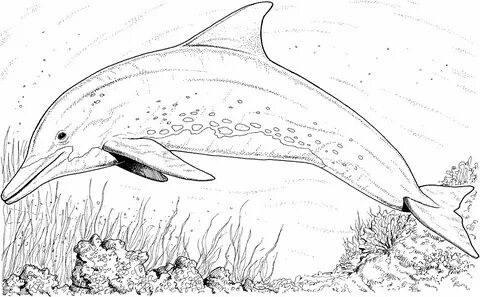 dolphins pictures to color dolphins a cute baby dolphin colo