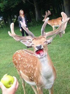 PsBattle: Deer eating apple Funny animals, Cute animals, Fun