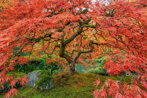 Japanese maple tree mature height