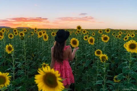 Chasing sunflowers in South East Queensland - Larissa Dening