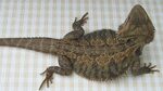 A-Z Bearded Dragon Morphs, Colors & Patterns (With Pictures)