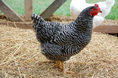 What breed is this? Page 2 BackYard Chickens - Learn How to 